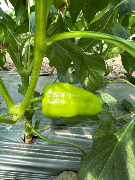 Чушка (Пипер) ''Бяла капия'' - 1 кг.