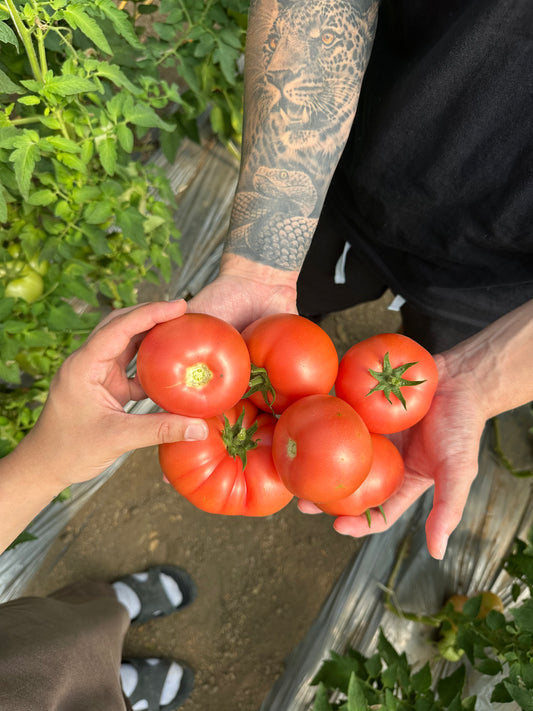 Розов домат - 1 кг.