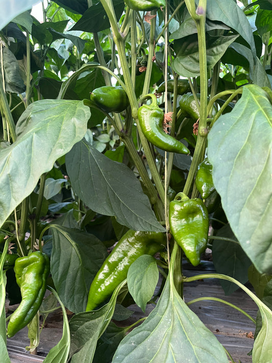 Чушка (Пипер) ''Зелена капия'' - 1 кг.