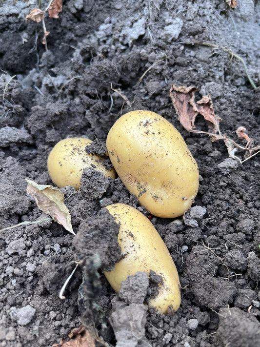 Домашни Картофи ''Марабел'' - 1 кг.