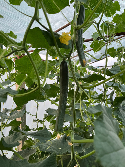 Краставица - 1кг.