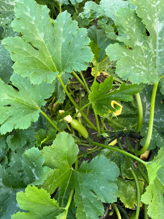 Тиквички - 1 кг.