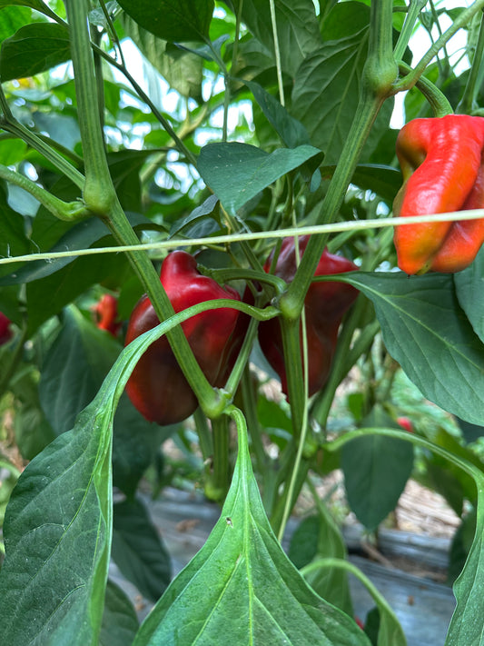 Чушка (Пипер) ЧЕРВЕН - 1 кг.