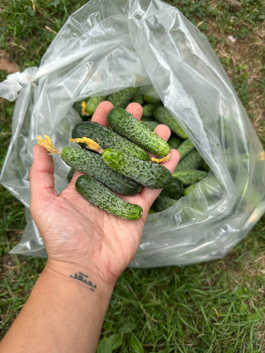 Домашни корнишони - 1кг.