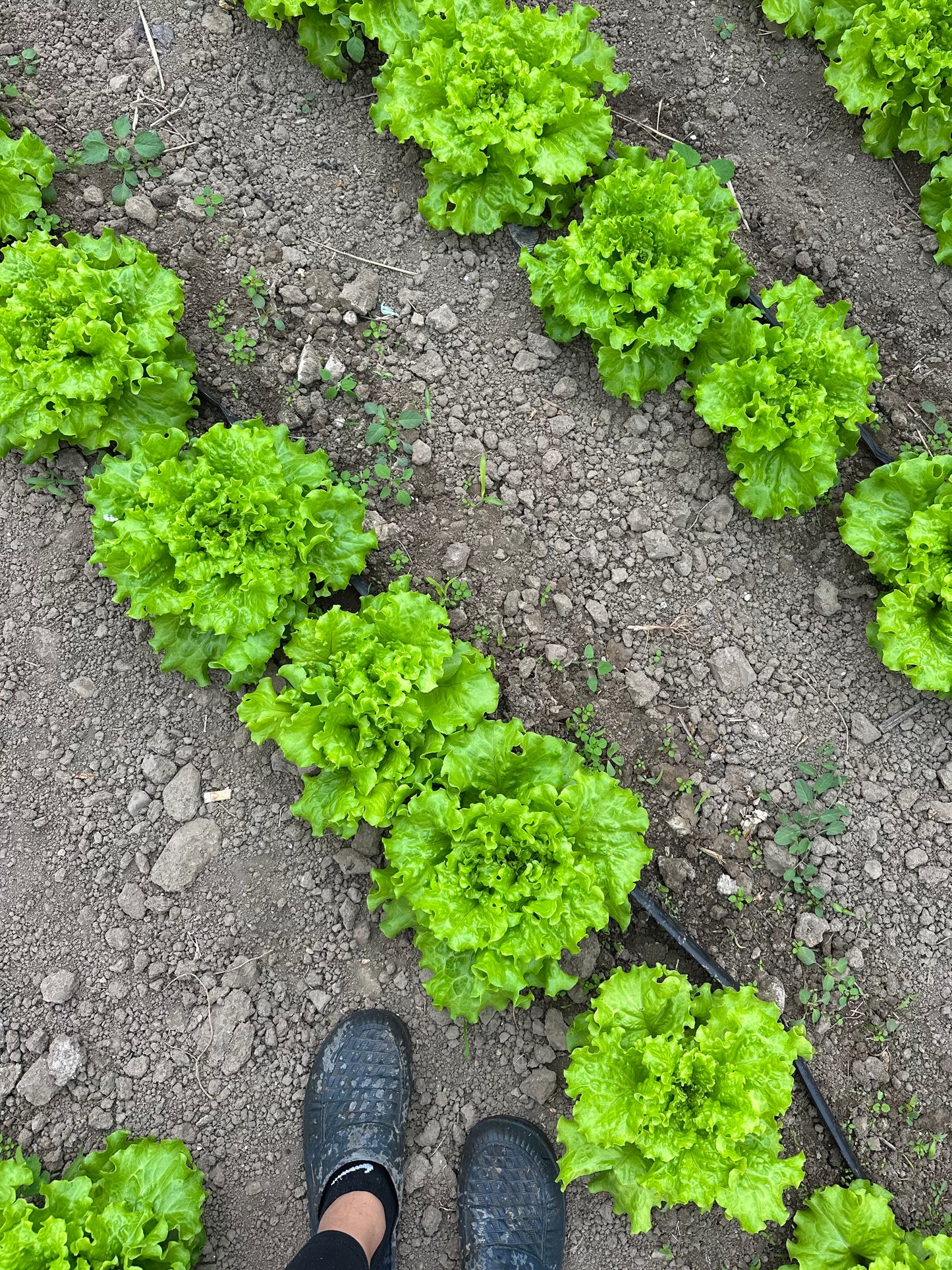 Зелена салата - 1 брой