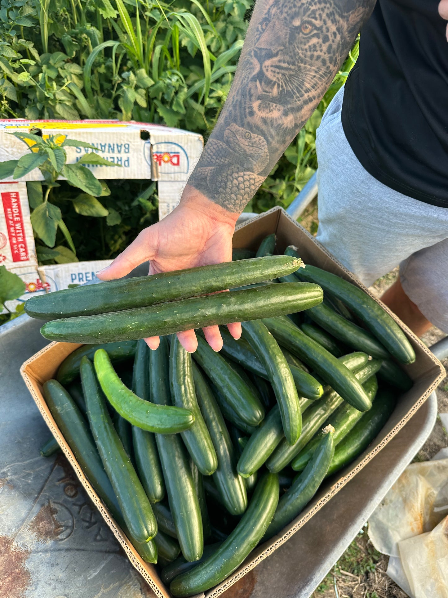 Краставица - 1кг.