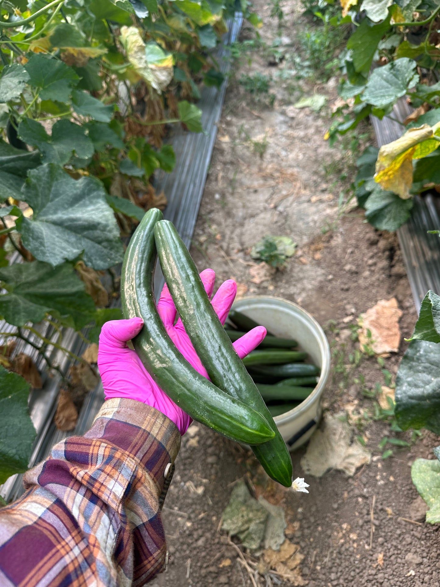 Краставица - 1кг.
