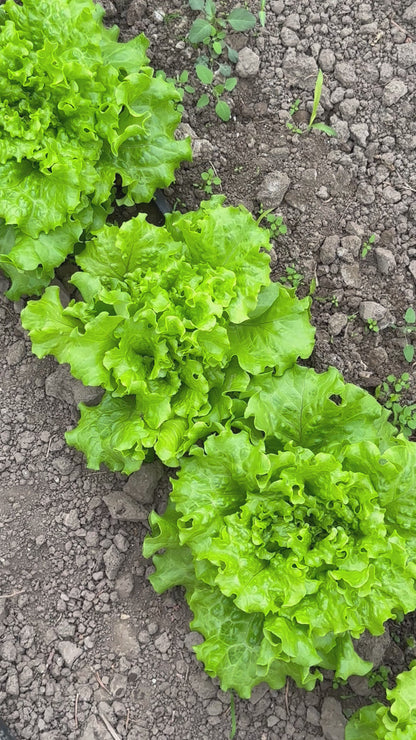 Зелена салата - 1 брой